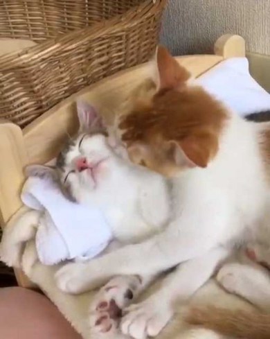 猫 双子 仲良し ハグ