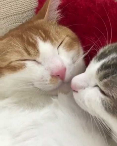 猫 双子 仲良し ハグ