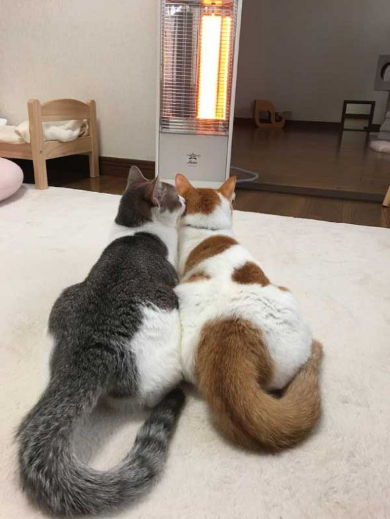 猫 双子 仲良し ハグ