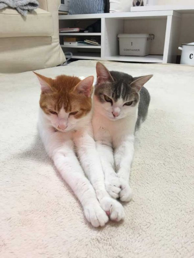 猫 双子 仲良し ハグ