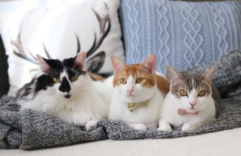 猫 双子 仲良し ハグ