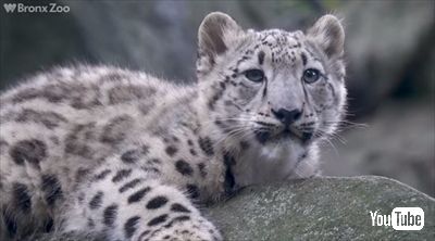 ブロンクス動物園ユキヒョウの子ども