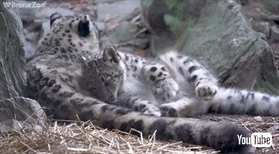 ブロンクス動物園ユキヒョウの子ども