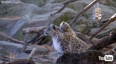 ブロンクス動物園ユキヒョウの子ども