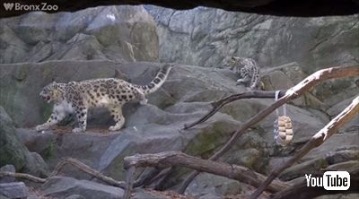 ブロンクス動物園ユキヒョウの子ども