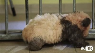 ボーヴァル動物園パンダの赤ちゃん