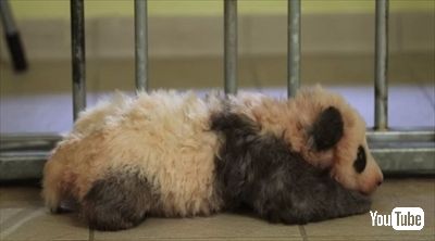 ボーヴァル動物園パンダの赤ちゃん