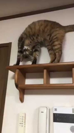 面白い 謎 ポーズ 猫 いつも