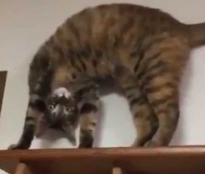 面白い 謎 ポーズ 猫 いつも