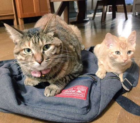 面白い 謎 ポーズ 猫 いつも