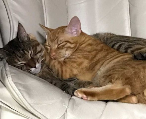 面白い 謎 ポーズ 猫 いつも