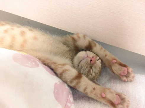 面白い 謎 ポーズ 猫 いつも