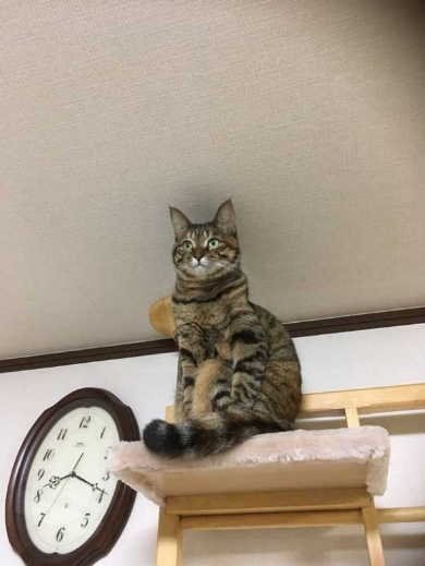 面白い 謎 ポーズ 猫 いつも