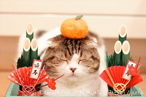 ねこ休み展横浜