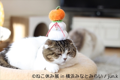 ねこ休み展横浜