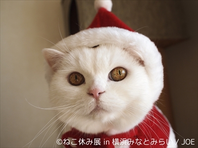 ねこ休み展横浜