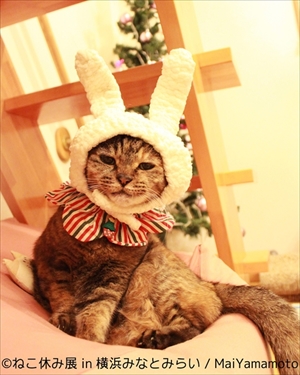 ねこ休み展横浜