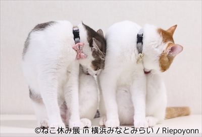 ねこ休み展横浜
