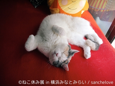 ねこ休み展横浜