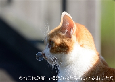 ねこ休み展横浜