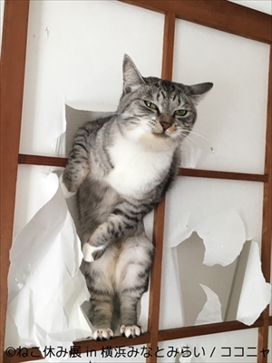 ねこ休み展横浜
