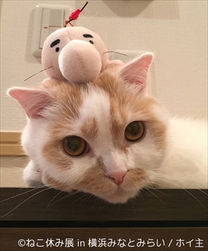 ねこ休み展横浜