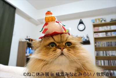ねこ休み展横浜