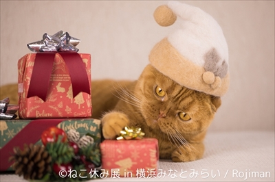 ねこ休み展横浜