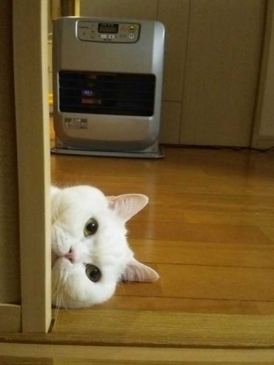 猫 あたたまり方 ファンヒーター 冬