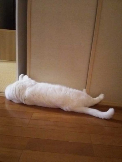 猫 あたたまり方 ファンヒーター 冬