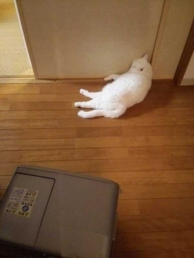 猫 あたたまり方 ファンヒーター 冬