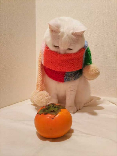 猫 あたたまり方 ファンヒーター 冬