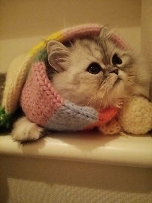 猫 あたたまり方 ファンヒーター 冬