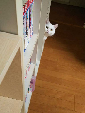 猫 あたたまり方 ファンヒーター 冬