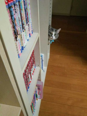 猫 あたたまり方 ファンヒーター 冬