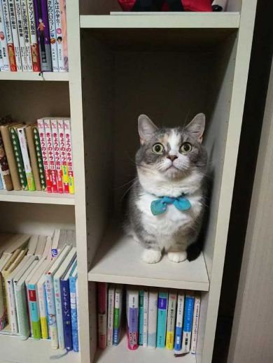 猫 あたたまり方 ファンヒーター 冬