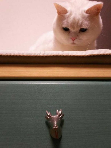 猫 あたたまり方 ファンヒーター 冬