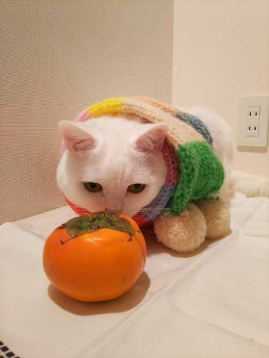 猫 あたたまり方 ファンヒーター 冬