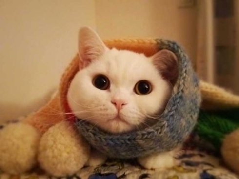 猫 あたたまり方 ファンヒーター 冬