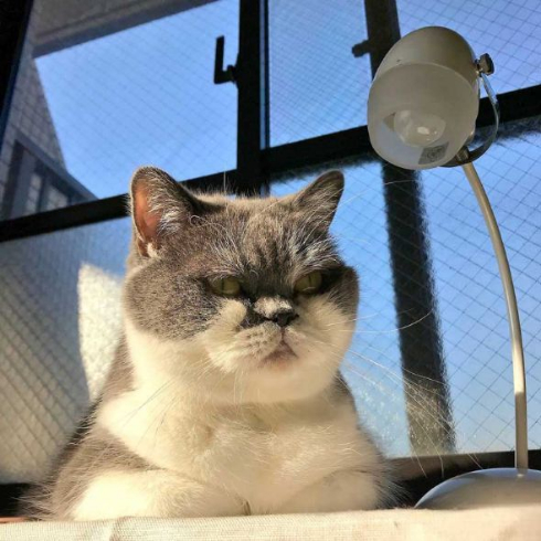 取調中 熟年 刑事 猫