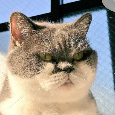 取調中 熟年 刑事 猫