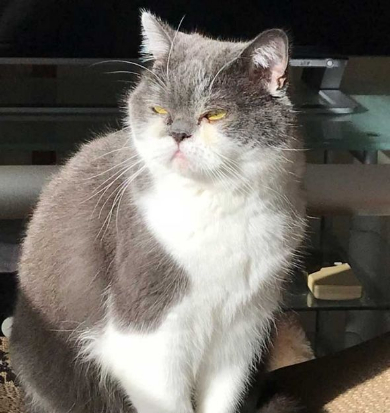 取調中 熟年 刑事 猫