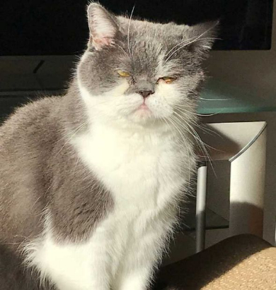 取調中 熟年 刑事 猫