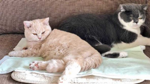 取調中 熟年 刑事 猫