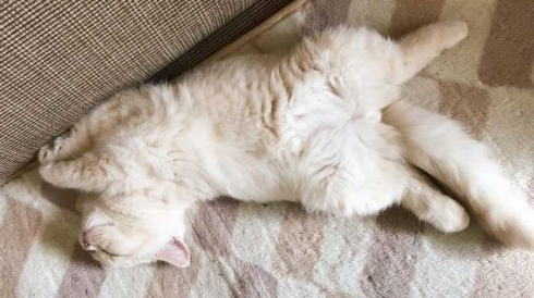 取調中 熟年 刑事 猫