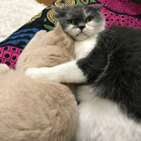 取調中 熟年 刑事 猫