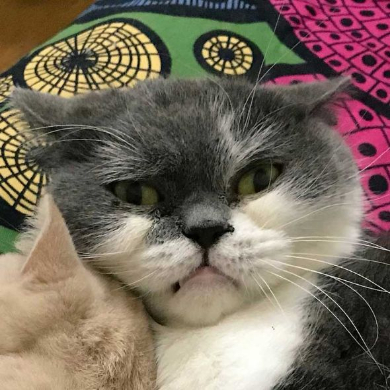 取調中 熟年 刑事 猫