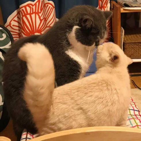 取調中 熟年 刑事 猫