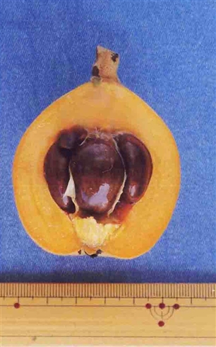 農水省「ビワの種子食べないで」　Web上で出回っているレシピに対しても注意を呼びかけ