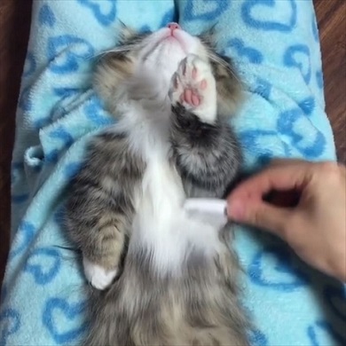 ブラッシングされる猫